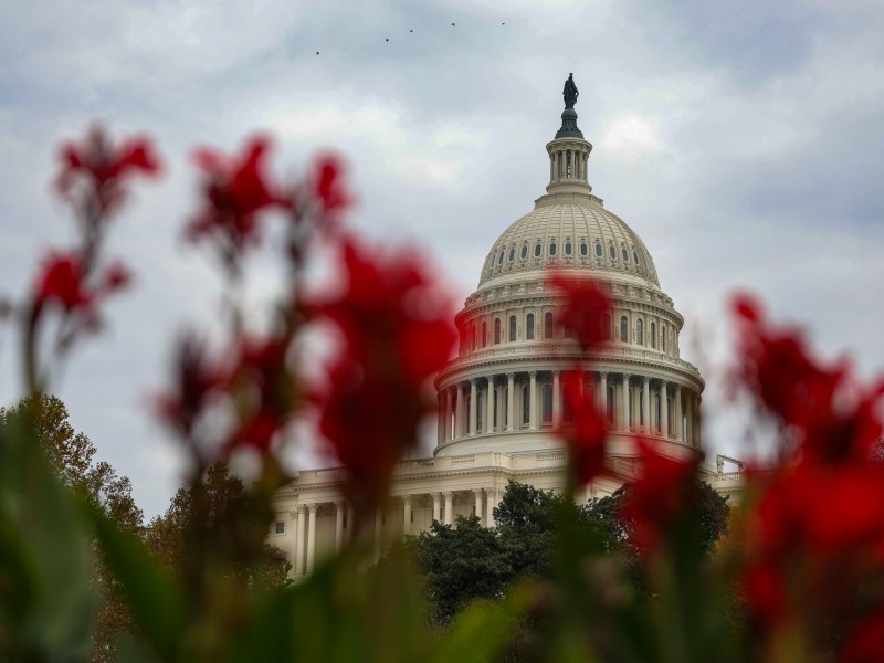 Shutdown Day 36, and the Republicans still don't have a healthcare plan. Here, The dome of the U.S. Capitol building in Washington, D.C. is seen beyond flowers on November 3, 2025.